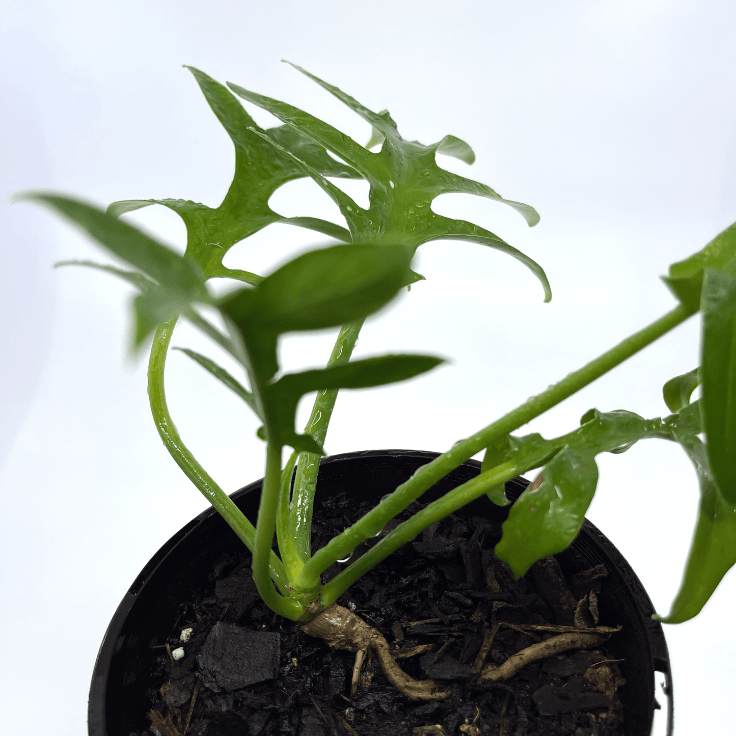 Philodendron - Cinderella - The Plant Buddies