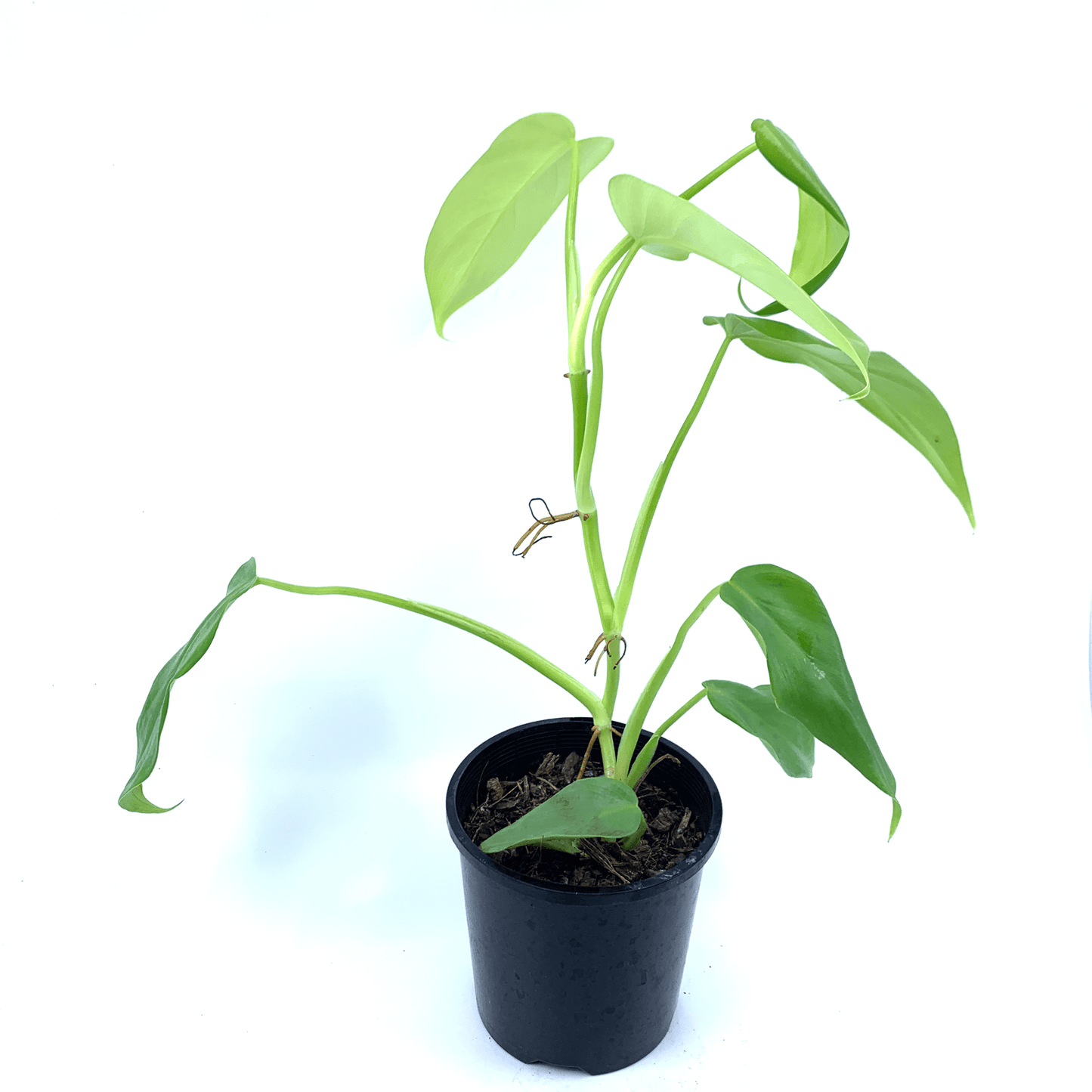 Philodendron - Golden Violin - The Plant Buddies