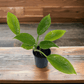 Philodendron - Imperial Green - The Plant Buddies