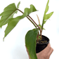 Philodendron - Mayoi - The Plant Buddies
