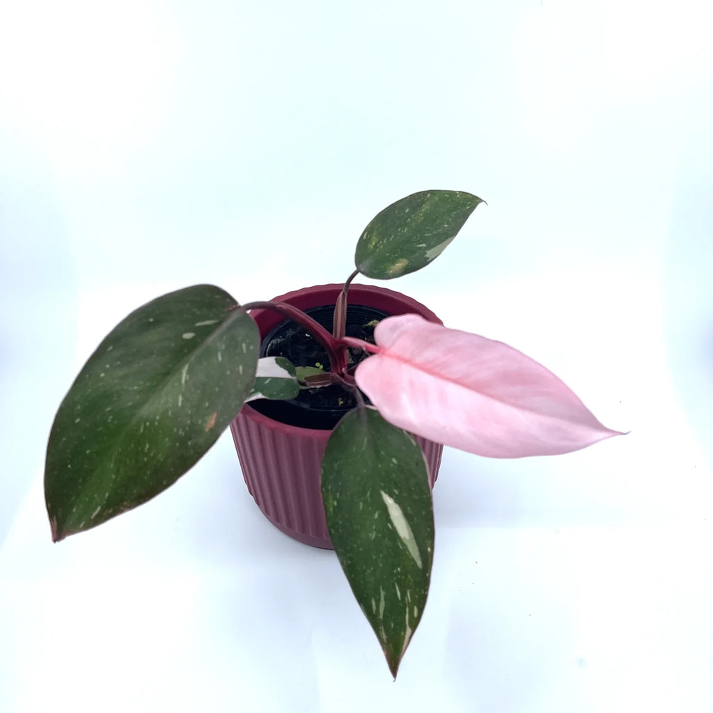 Philodendron - Pink Princess - The Plant Buddies