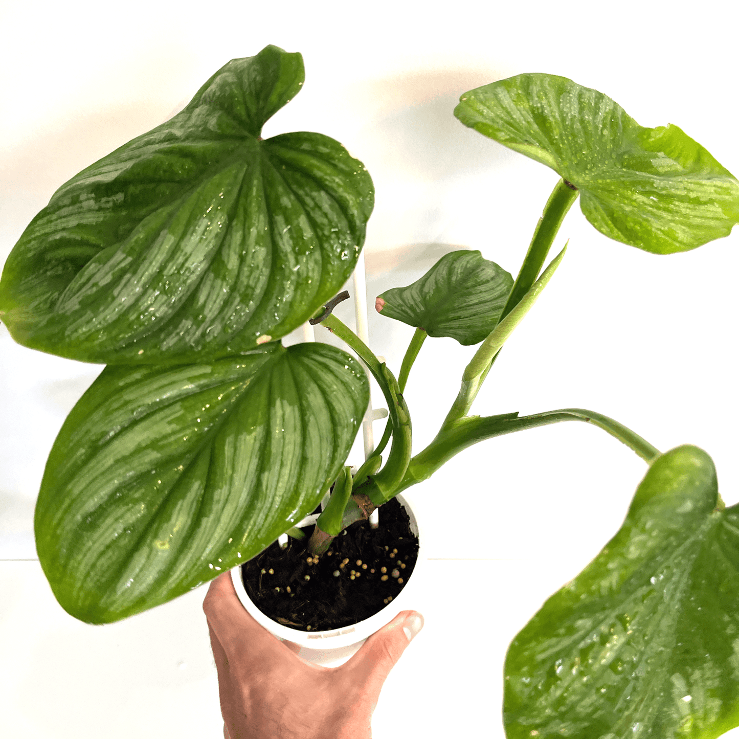 Philodendron - Silver Cloud - The Plant Buddies