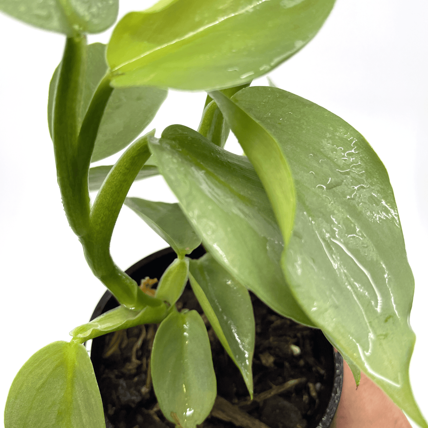 Philodendron - Silver Sword - The Plant Buddies