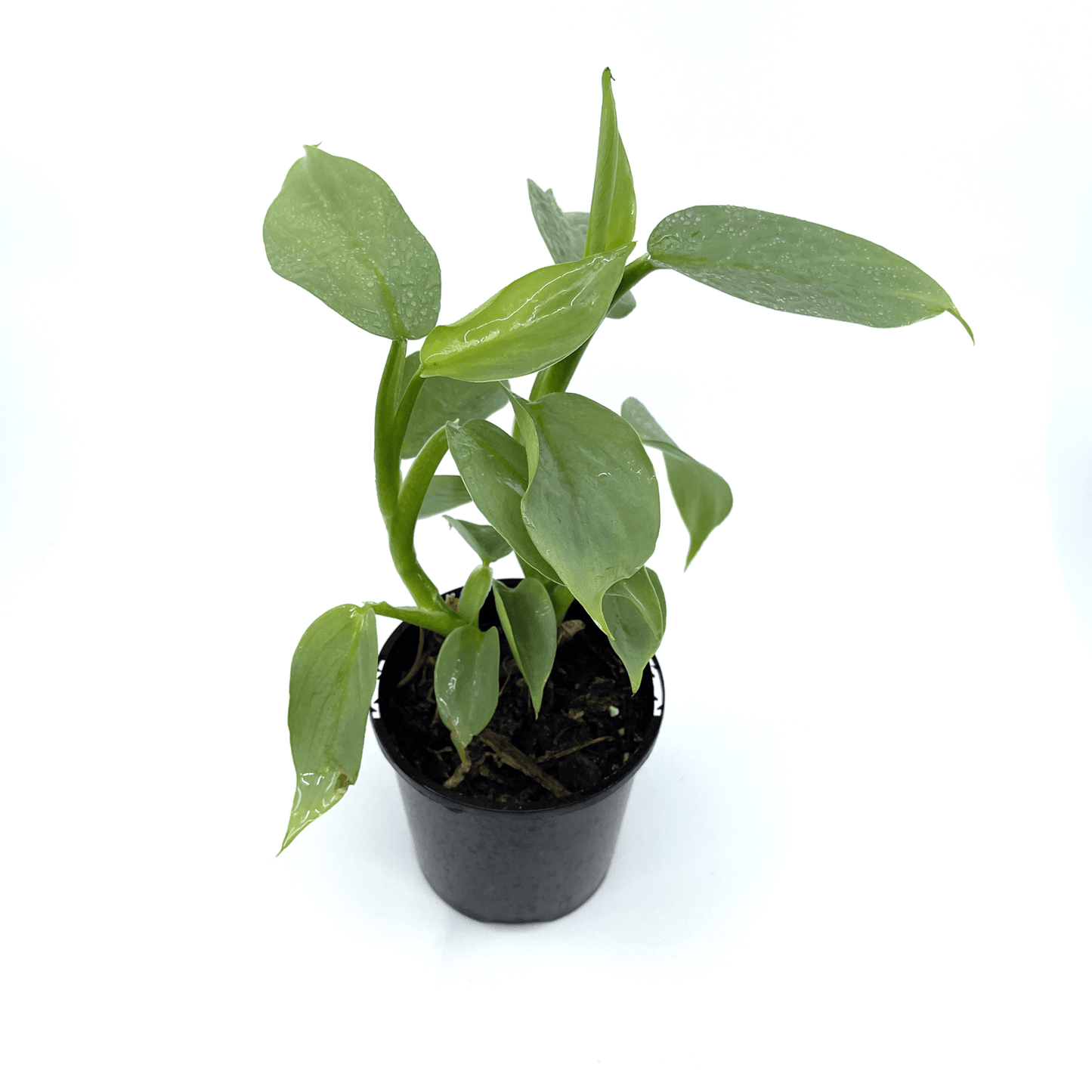 Philodendron - Silver Sword - The Plant Buddies