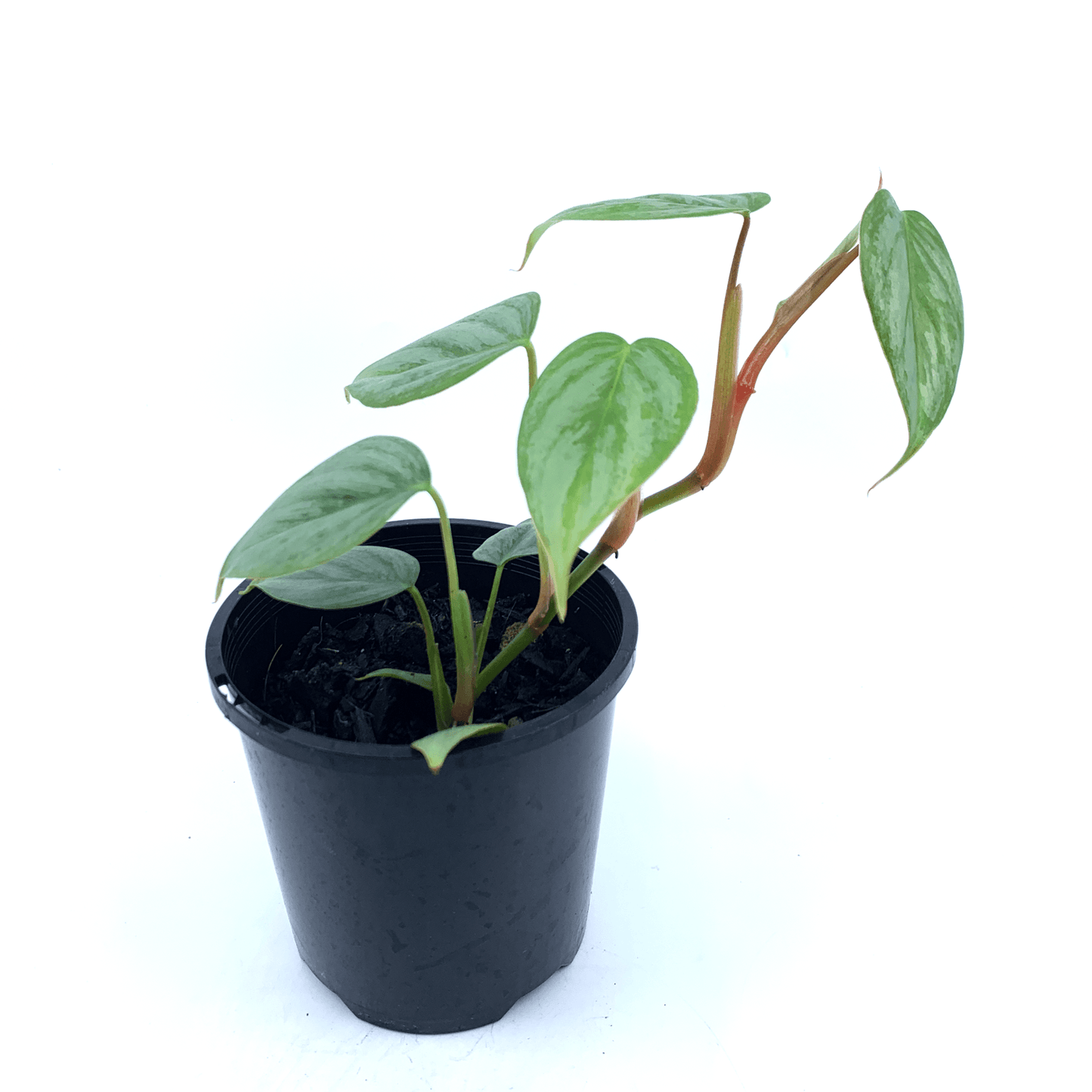 Philodendron - Sodiroi - The Plant Buddies