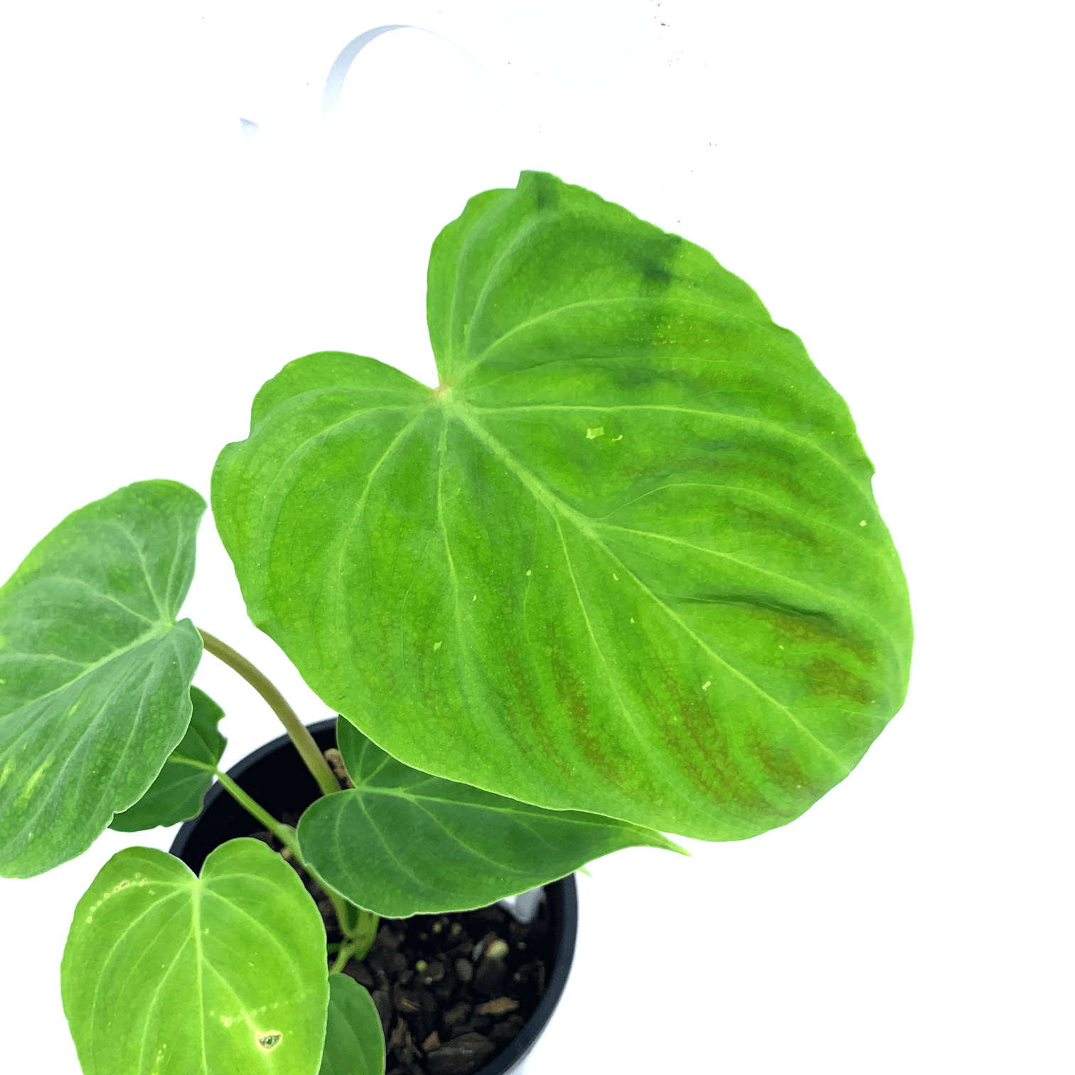 Philodendron - Verrucosum - The Plant Buddies