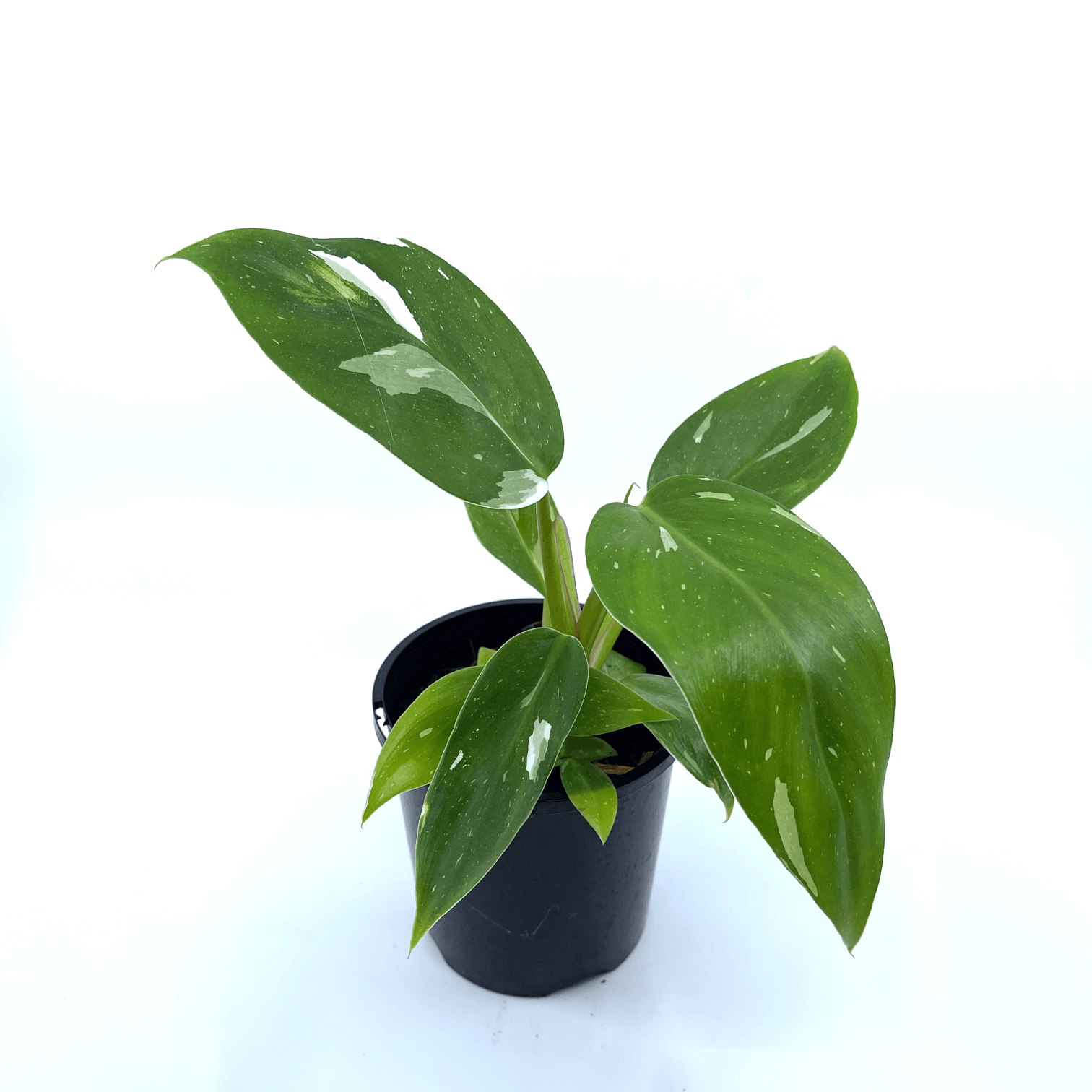 Philodendron - White Princess - The Plant Buddies