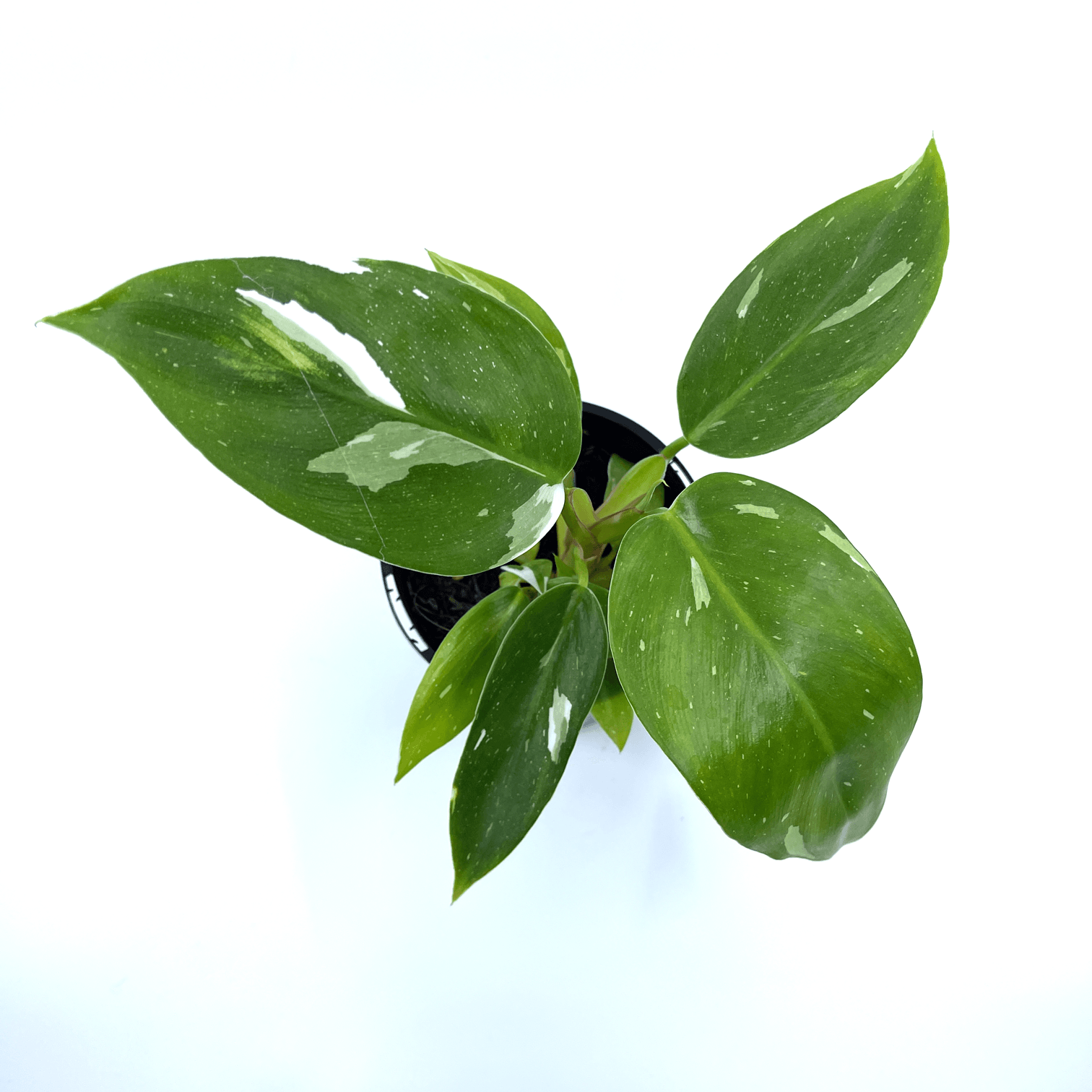 climbing philodendron australia Philodendron atabapoense 6" Pot / Self Watering / Without Pot