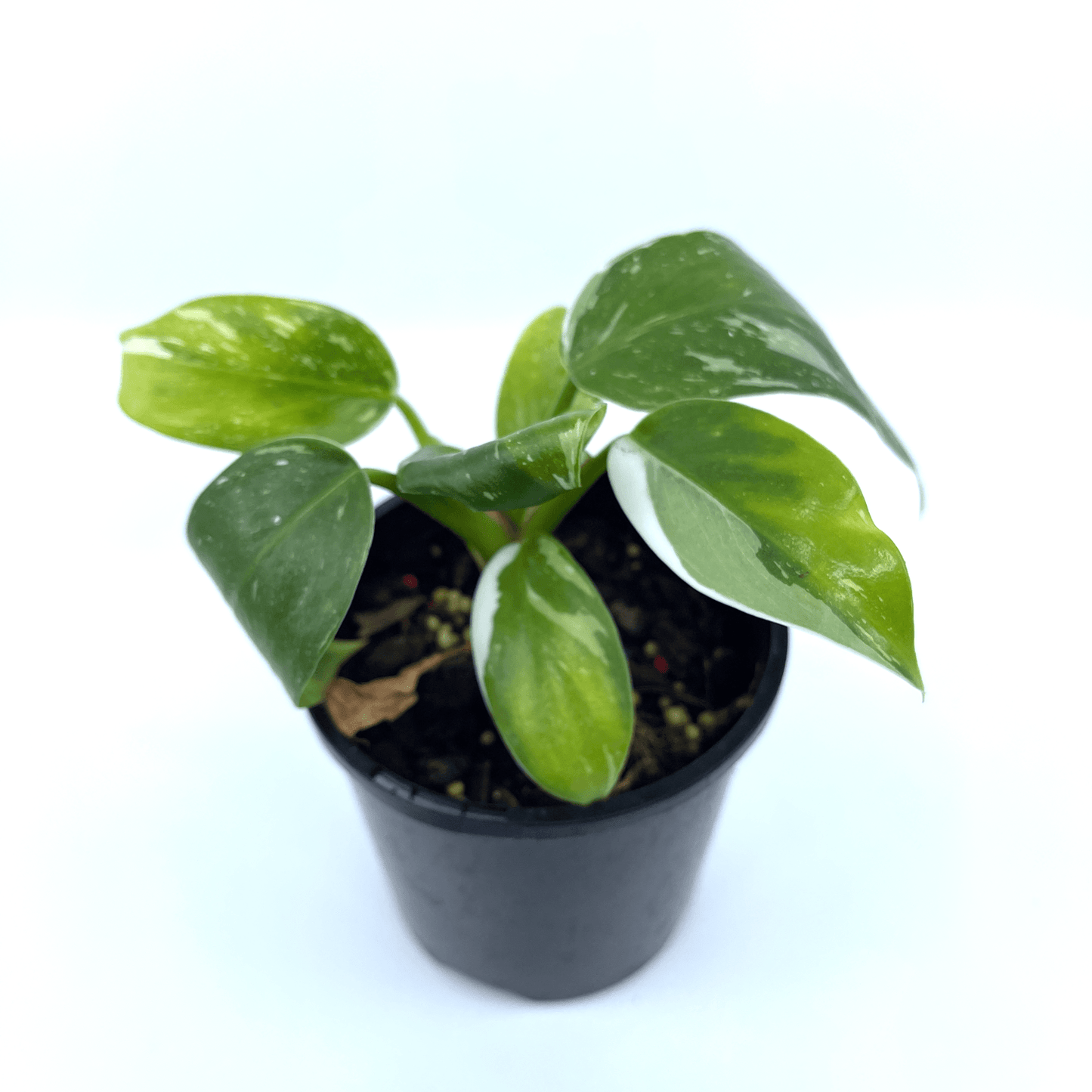 Philodendron - White Princess - The Plant Buddies