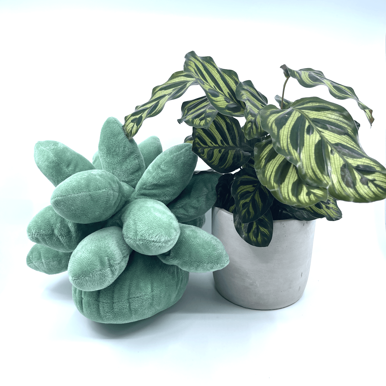 Plant + Green Plushie Gift - The Plant Buddies