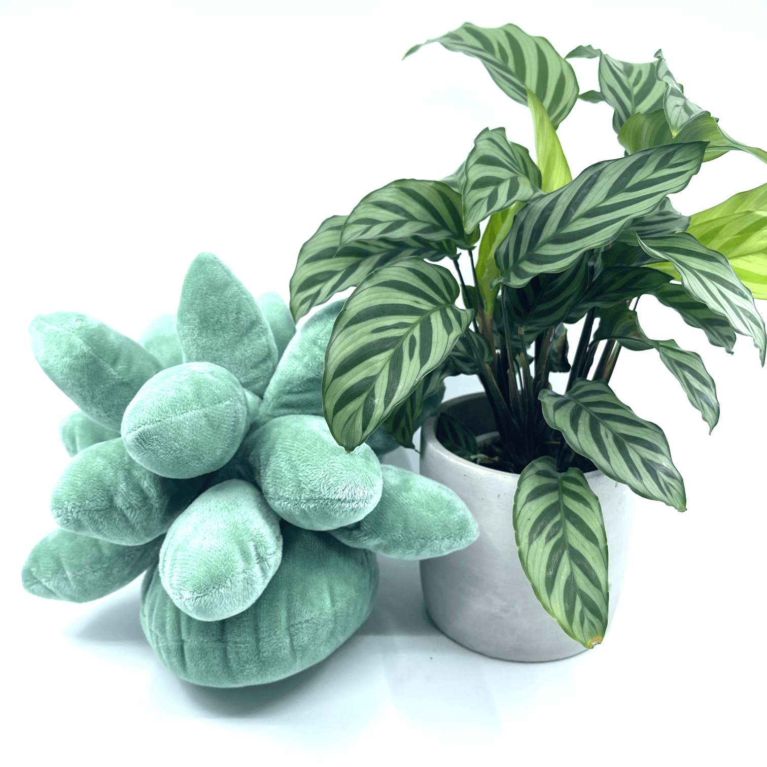 Plant + Green Plushie Gift - The Plant Buddies