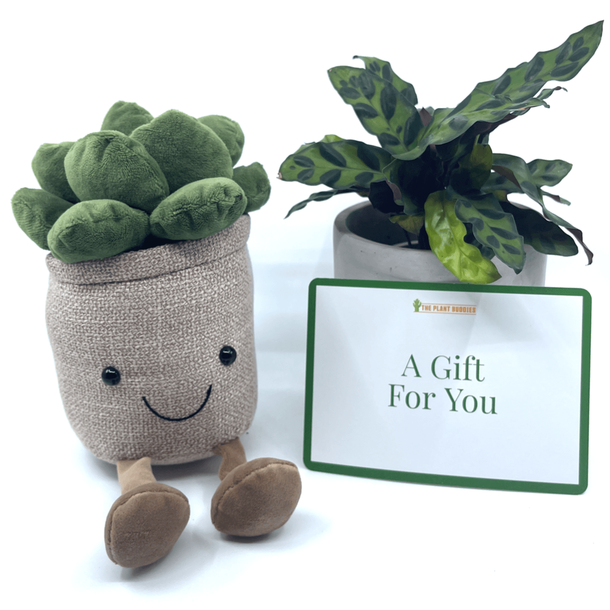 Plant + Potted Plushie Gift - The Plant Buddies