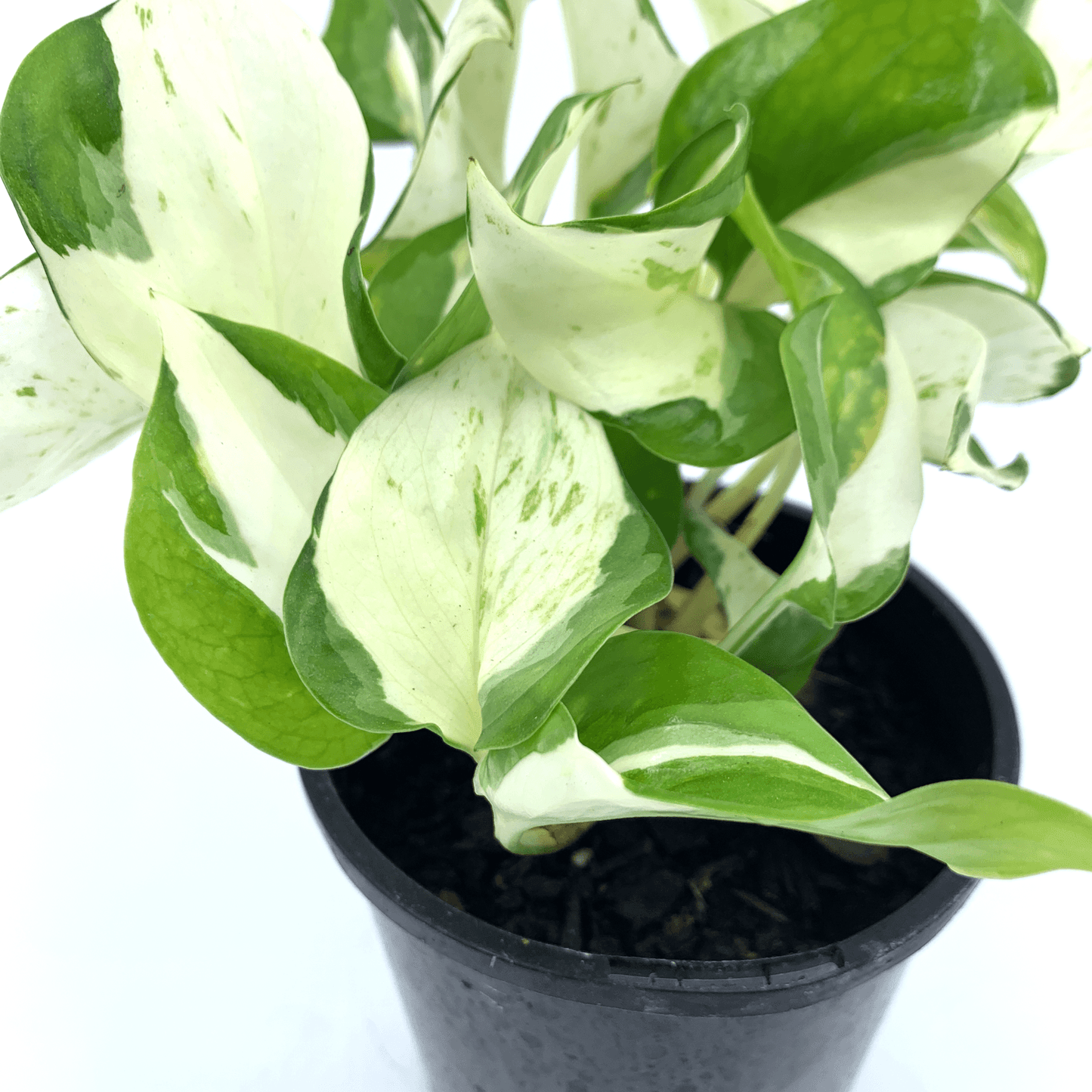 Pothos - Mandula - The Plant Buddies