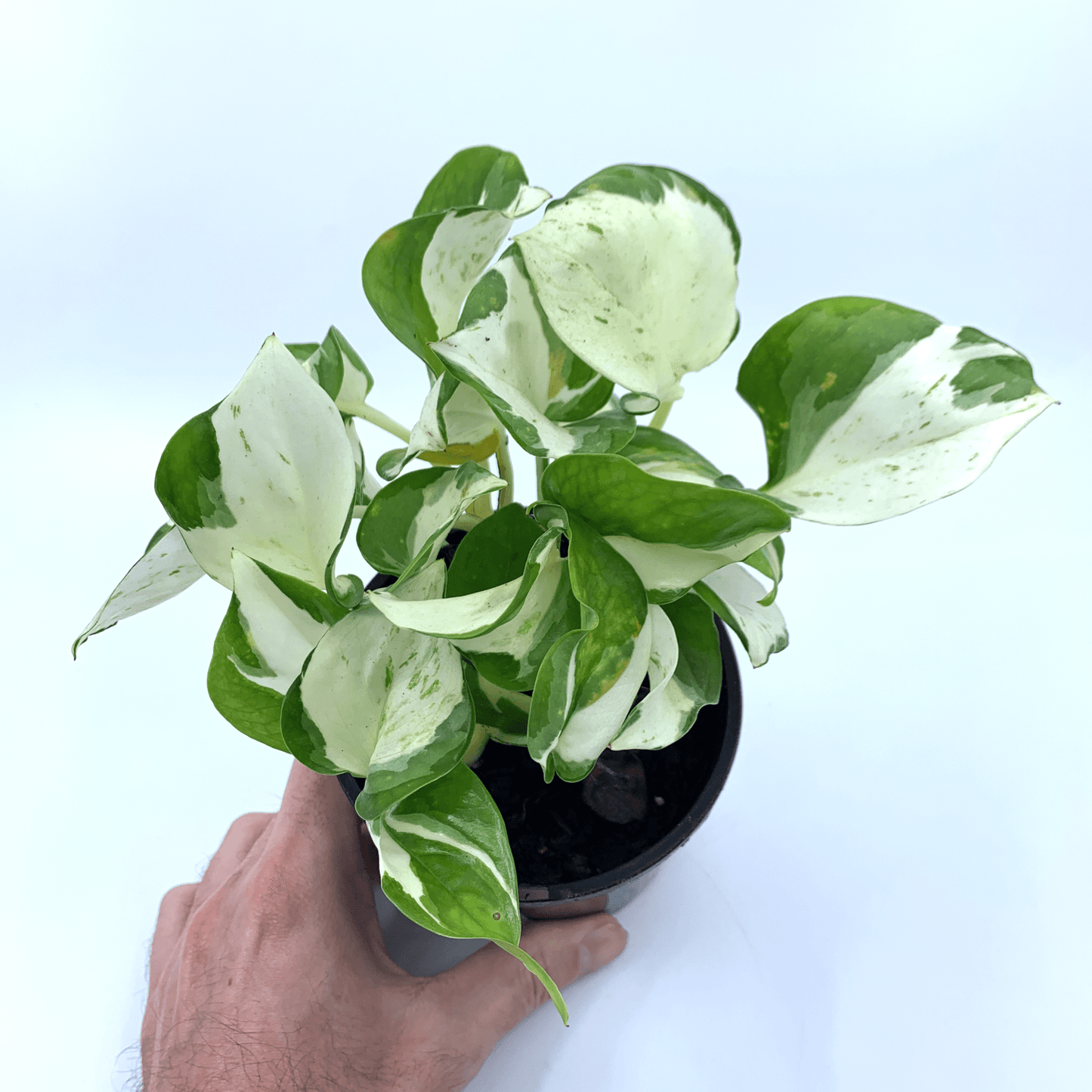 Pothos - Mandula - The Plant Buddies