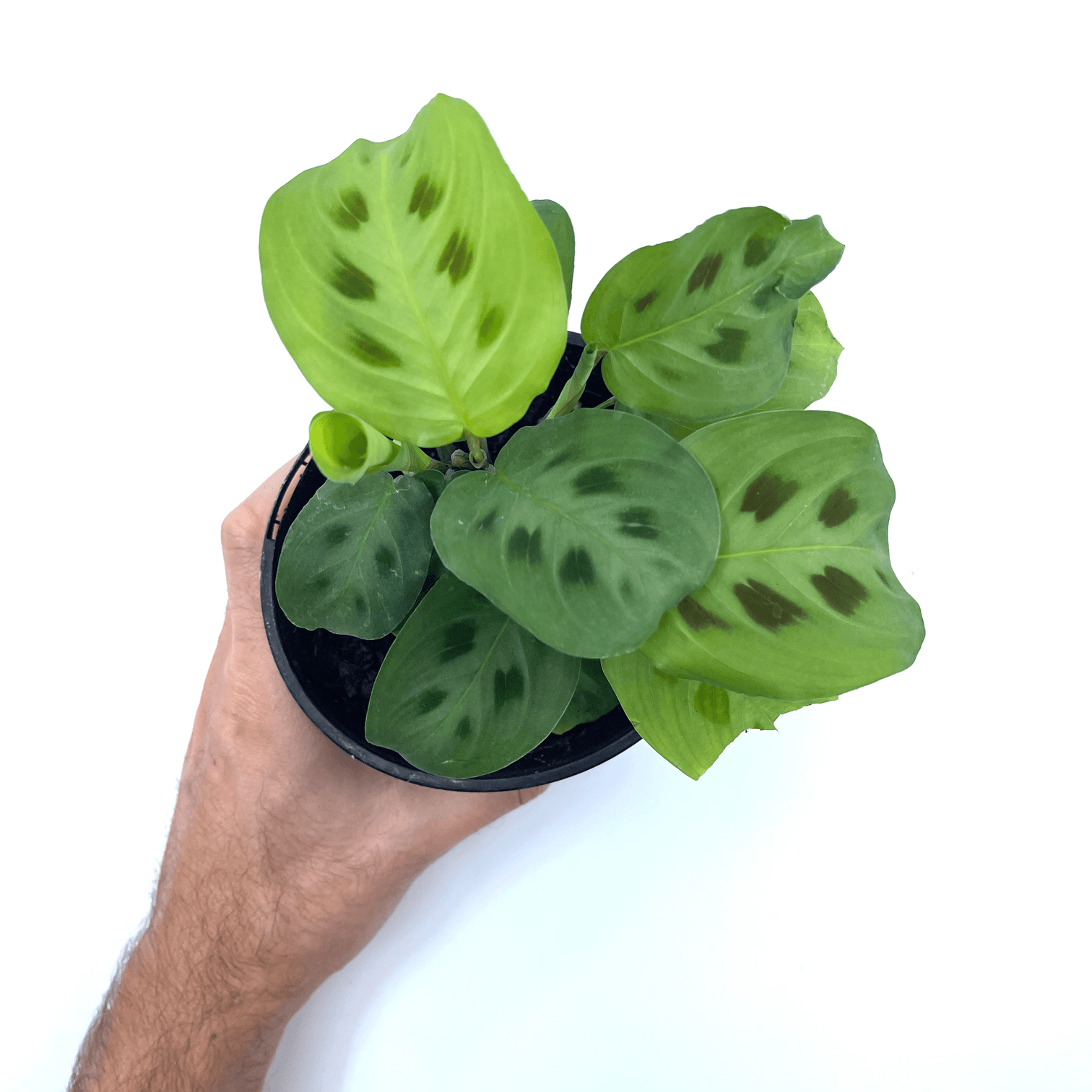 11+ Maranta Green Prayer Plant Prayer Plant - Green (Maranta Leuconeura) | Buy Indoor Plants Online