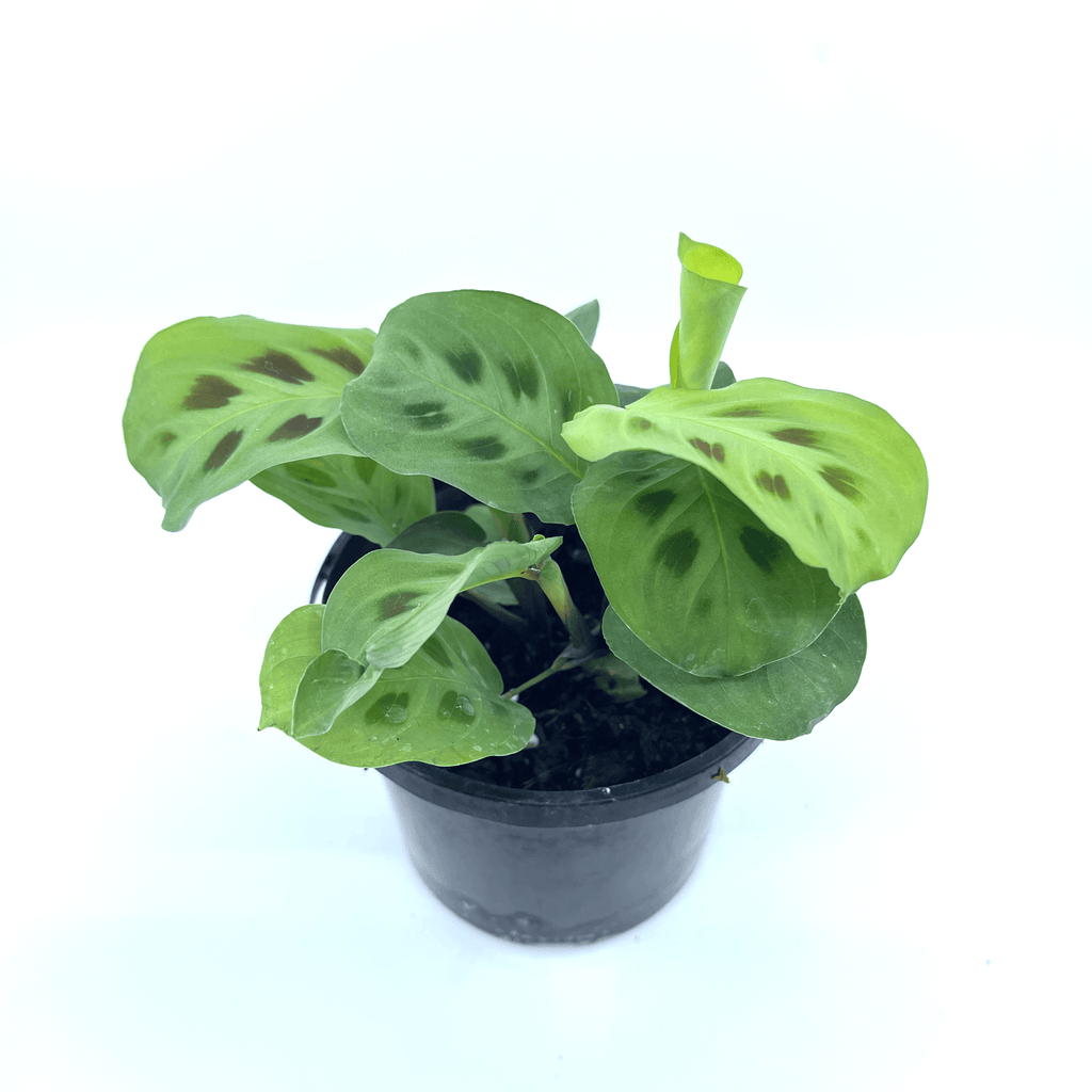 Prayer Plant - Green (Maranta Leuconeura) - The Plant Buddies