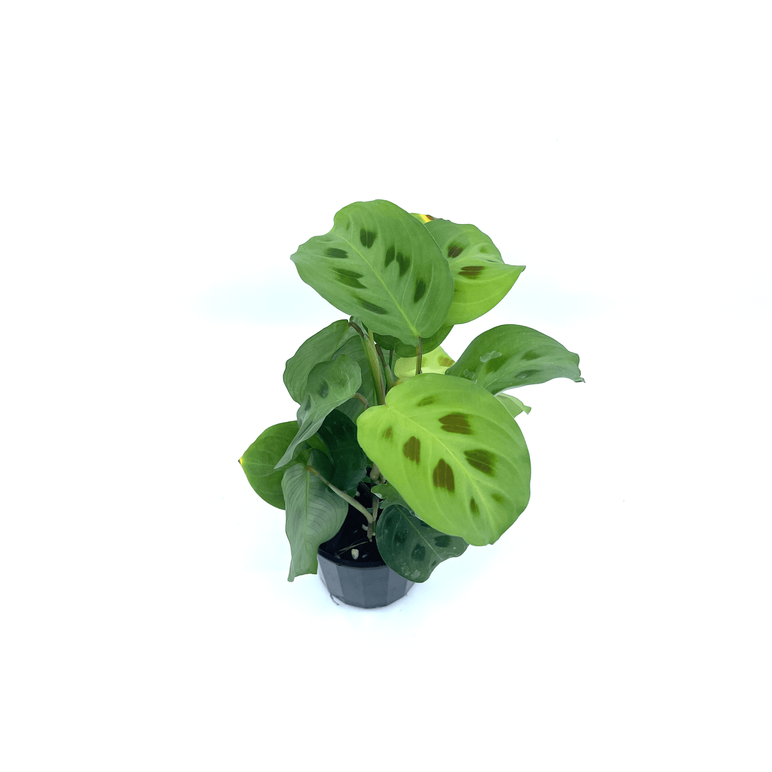 Prayer Plant - Green (Maranta Leuconeura) - The Plant Buddies