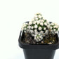 Mammillaria - Arizona Snowcap