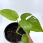 Rhaphidophora - Tetrasperma - The Plant Buddies