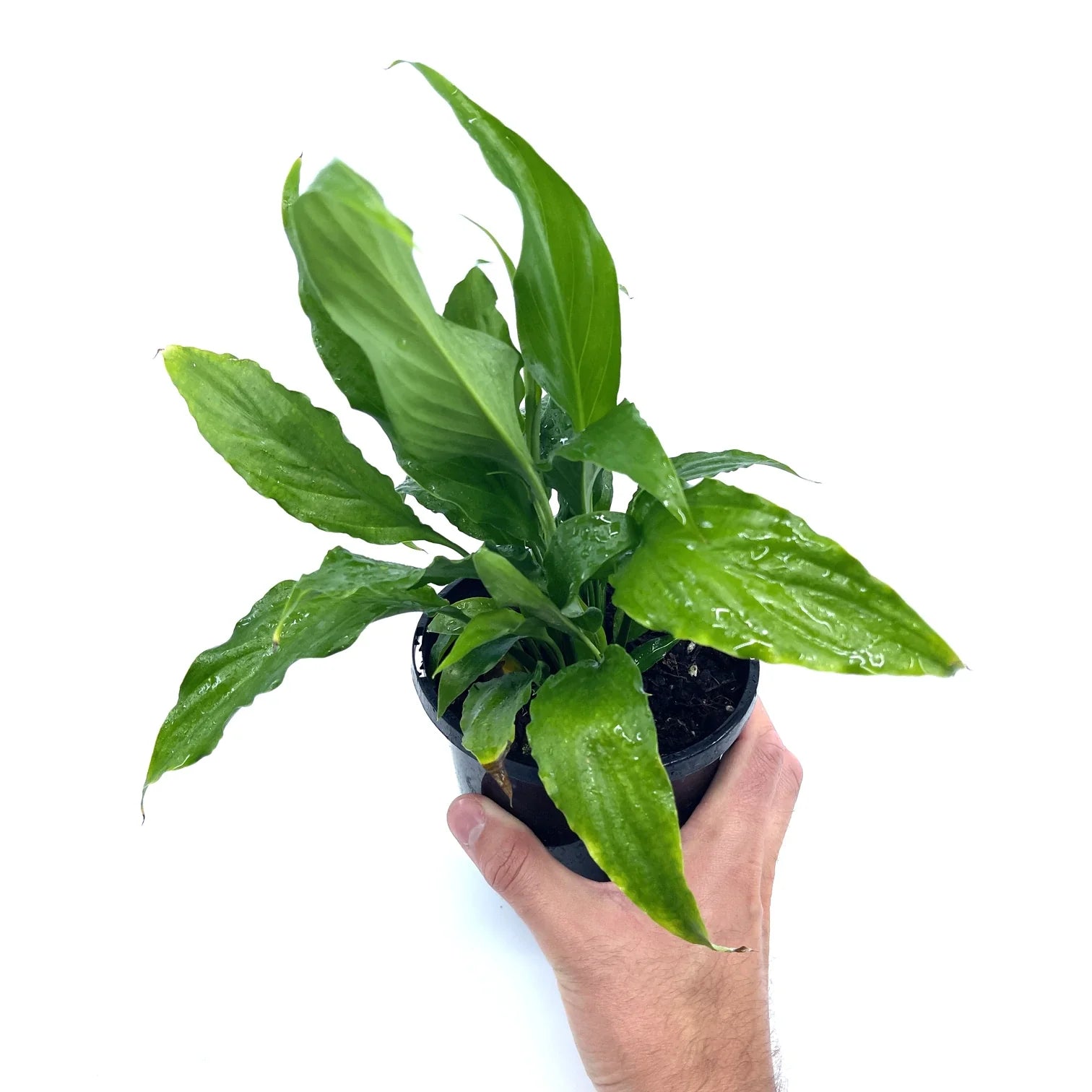 Spath - Peace Lily - The Plant Buddies