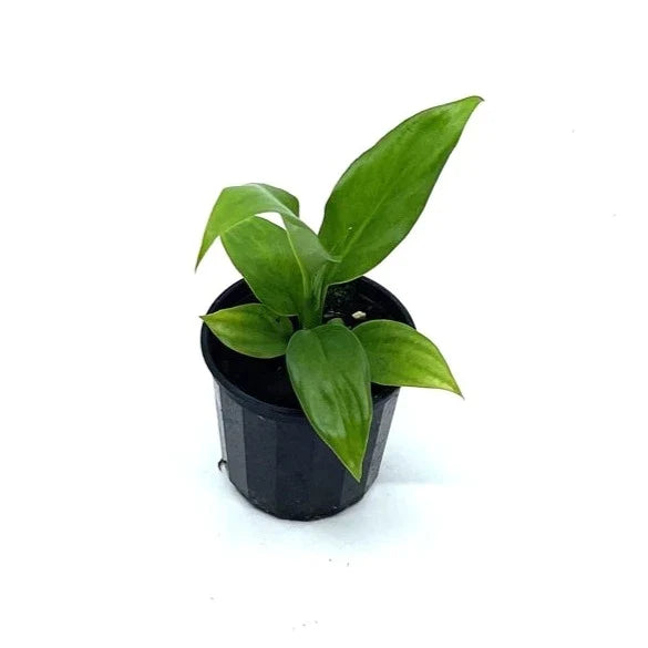 Spath - Peace Lily - The Plant Buddies