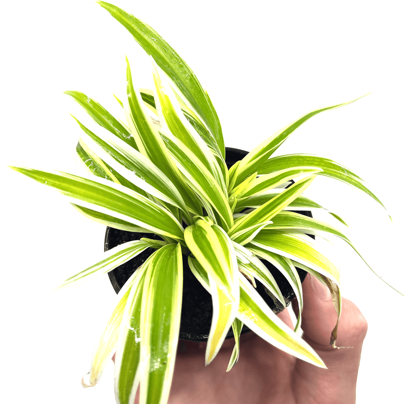 Spider Plant Buy Indoor Plants Online The Plant Buddies Australia