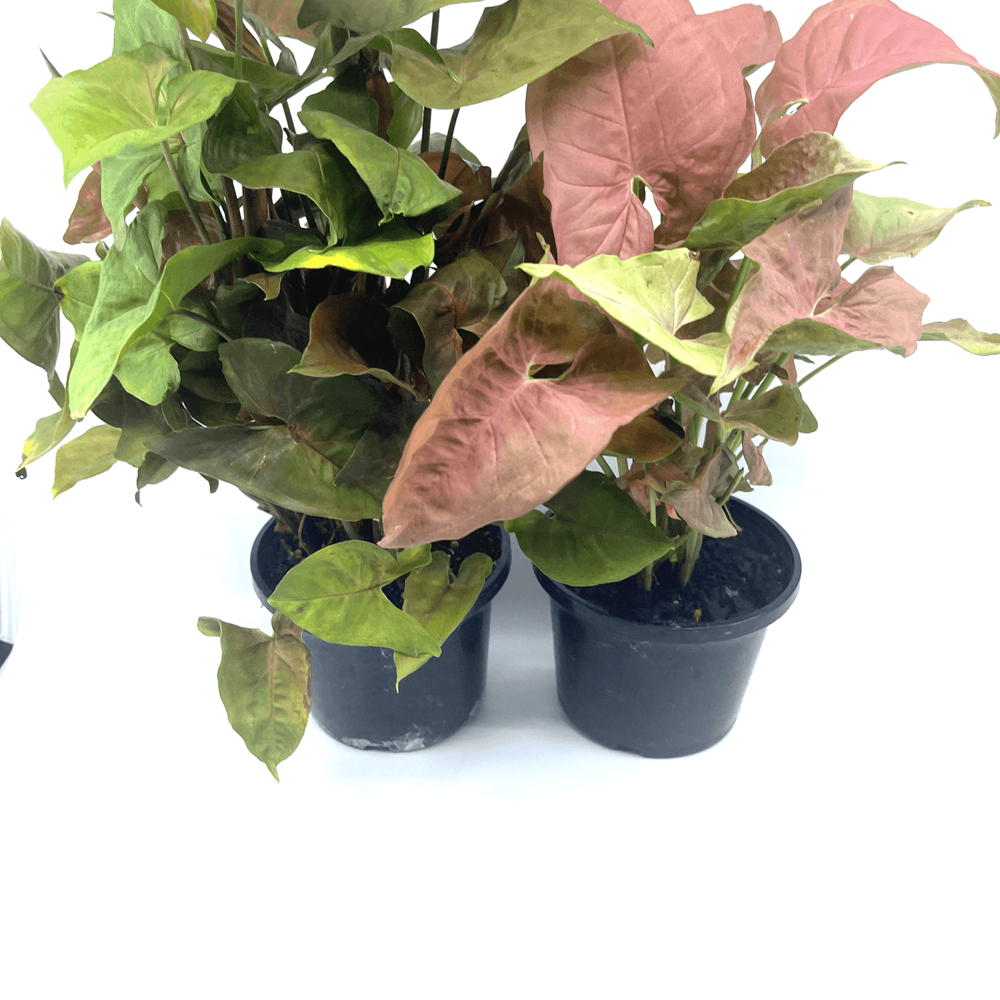 Stunning Syngonium Bundle Buy Indoor Plants Online The Plant Buddies Australia 1614