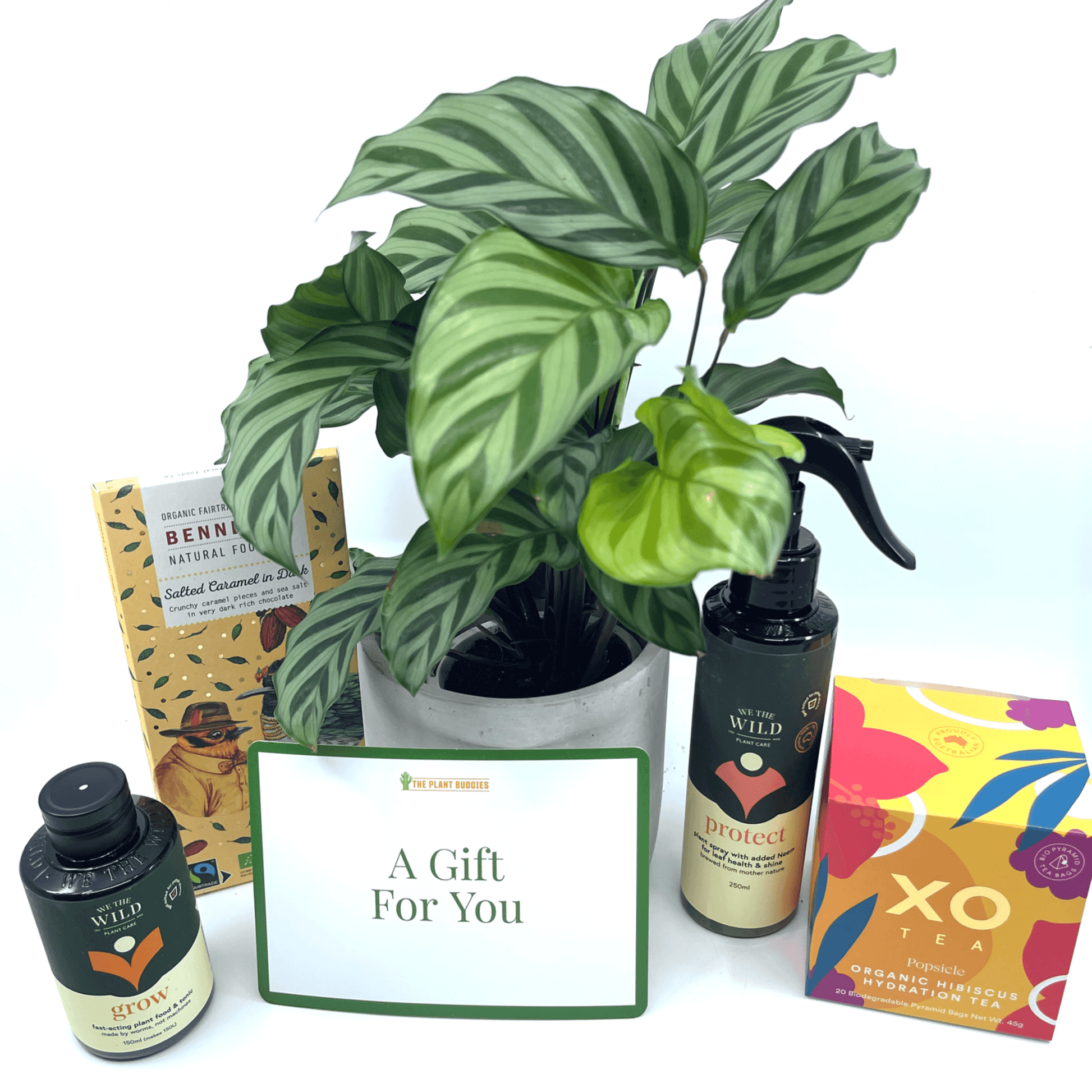 The Plant Lover Gift Set - The Plant Buddies