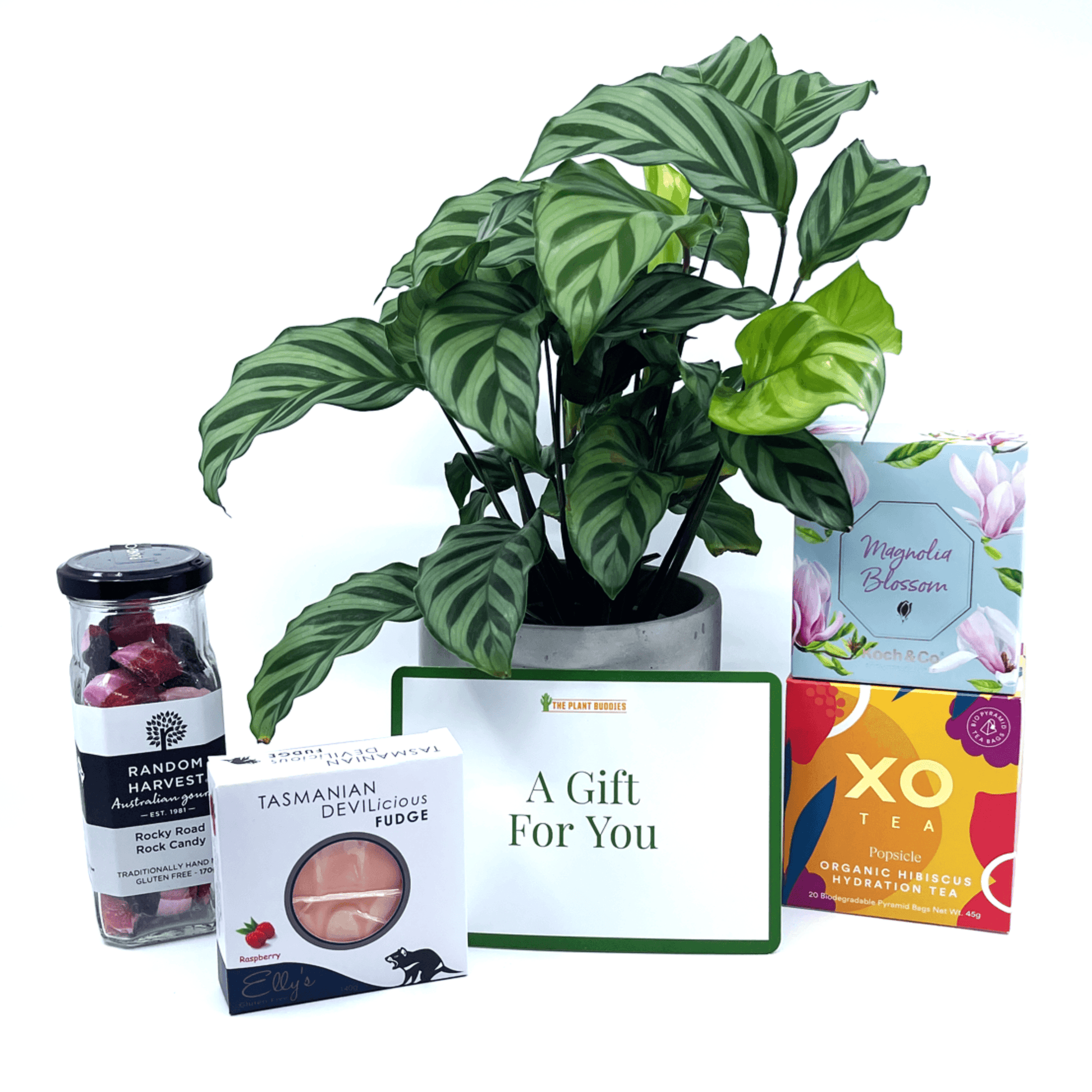 Treat Her Gift Box - The Plant Buddies