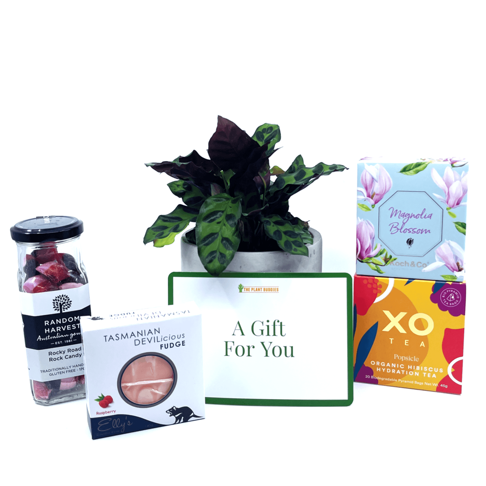 Treat Her Gift Box - The Plant Buddies