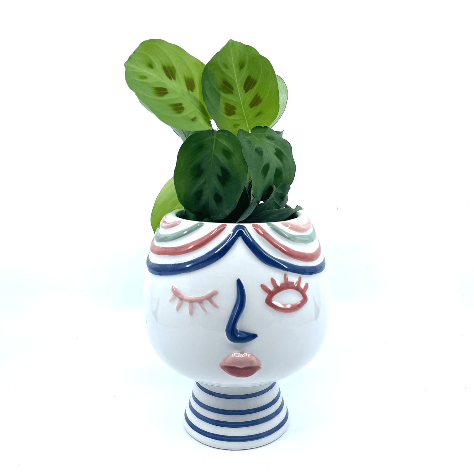 Winking Lady - Pot - The Plant Buddies