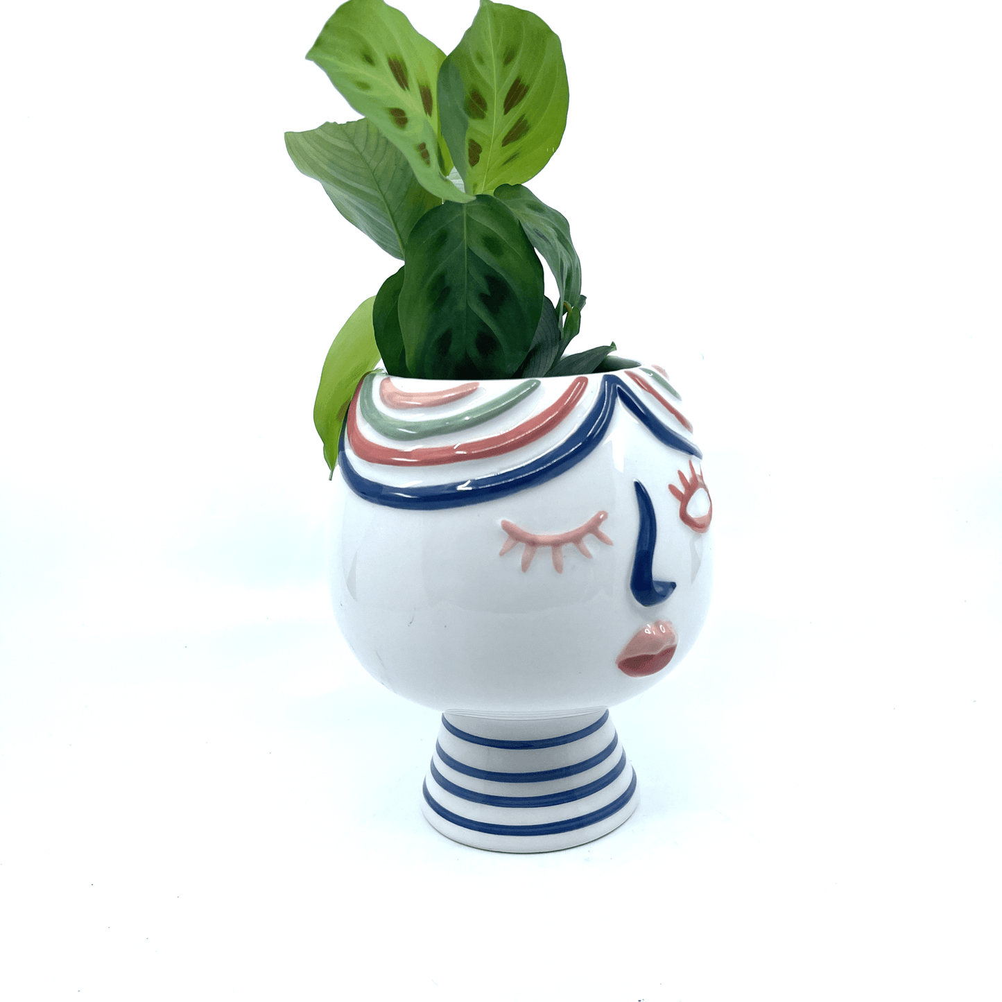 Winking Lady - Pot - The Plant Buddies