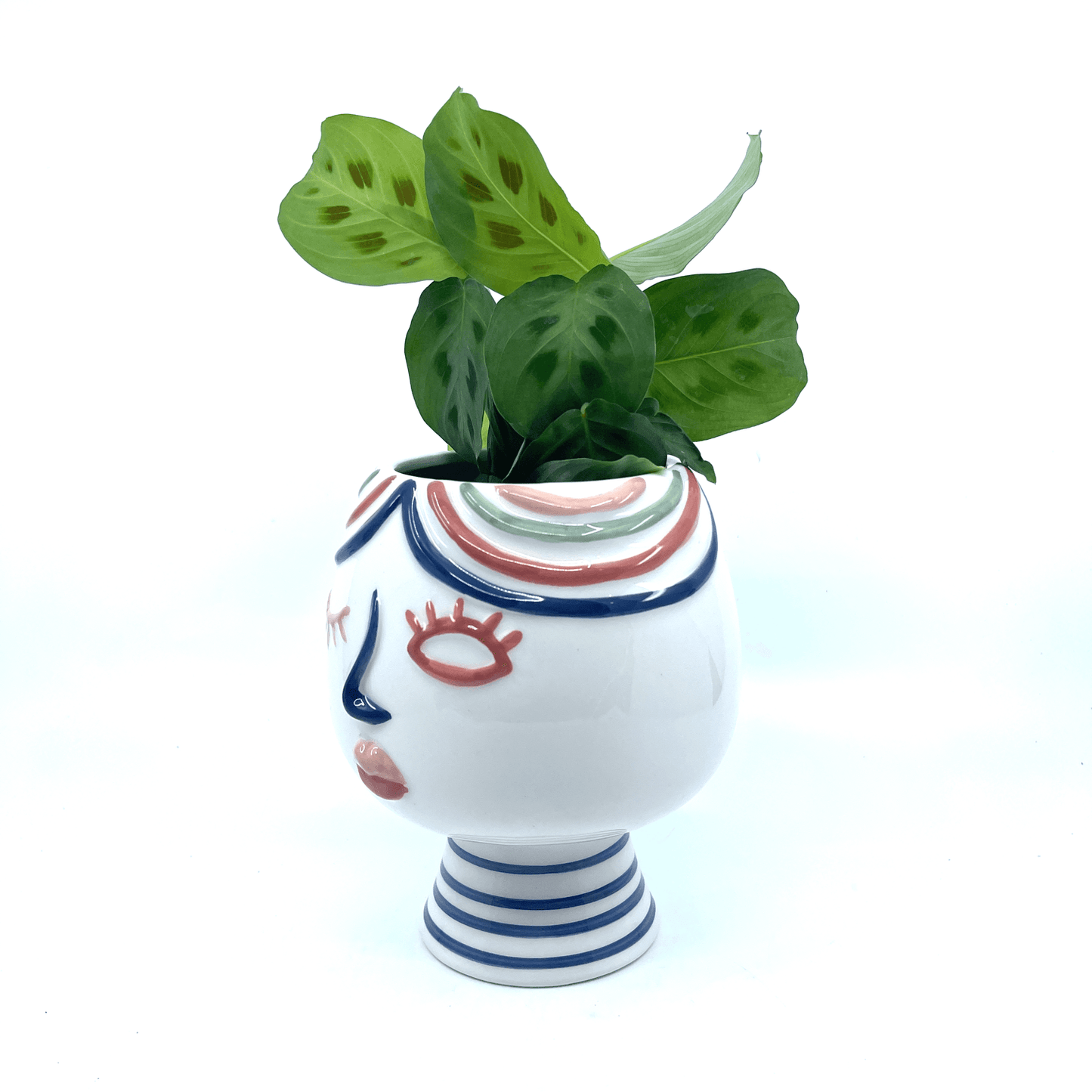 Winking Lady - Pot - The Plant Buddies