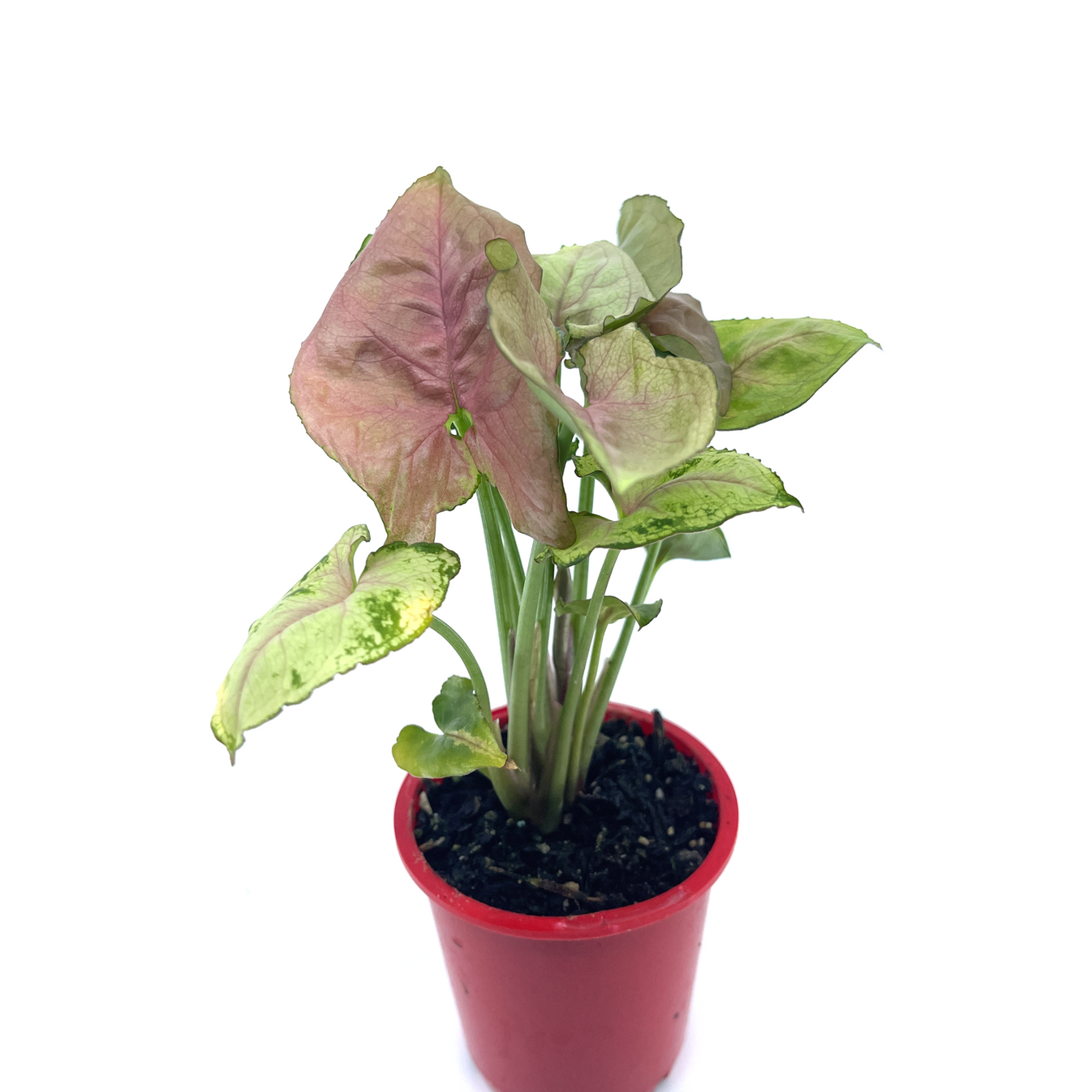 Syngonium - Dwarf Princess | Buy Indoor Plants Online | The Plant ...